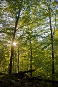 01_Sorge il SOle nel bosco